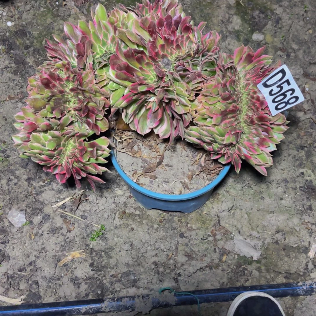 女郎法师16////13包邮