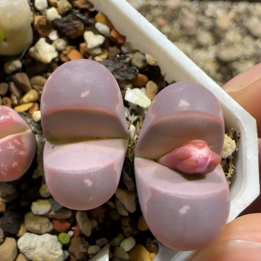 11.28。脱土发。橄榄。  2036