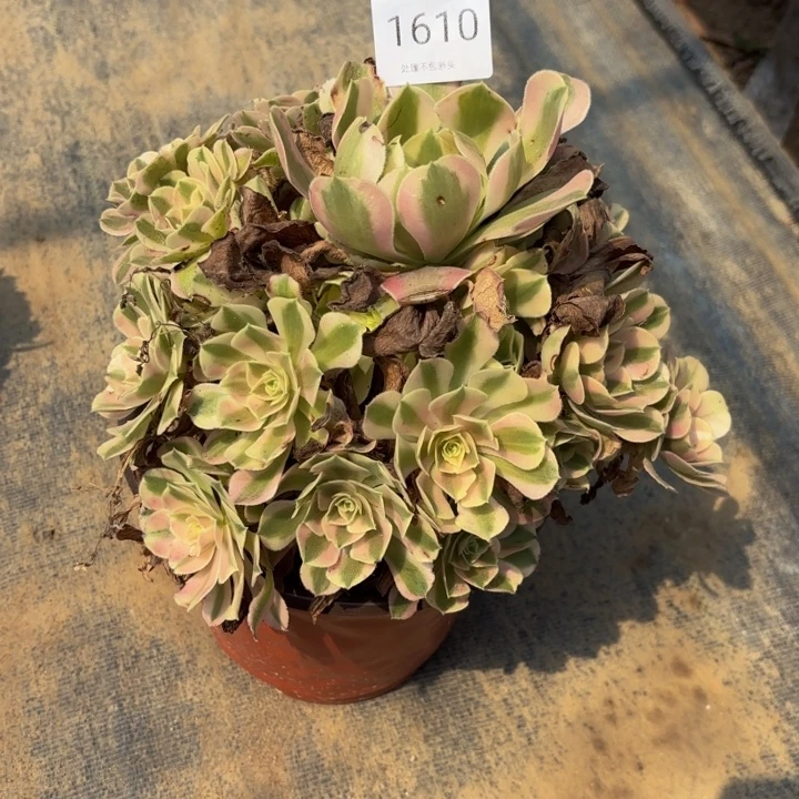 粉女巫处理不包断头1610