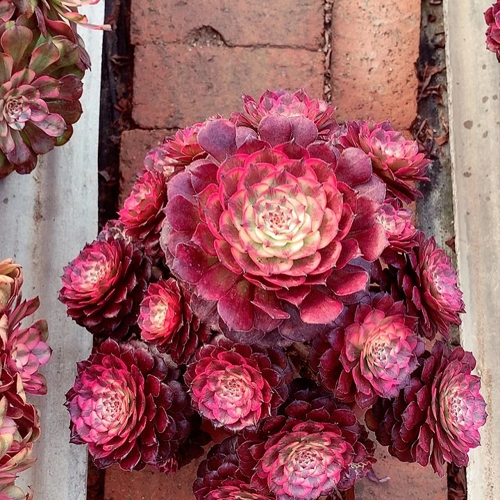 烟花的，多肉植物