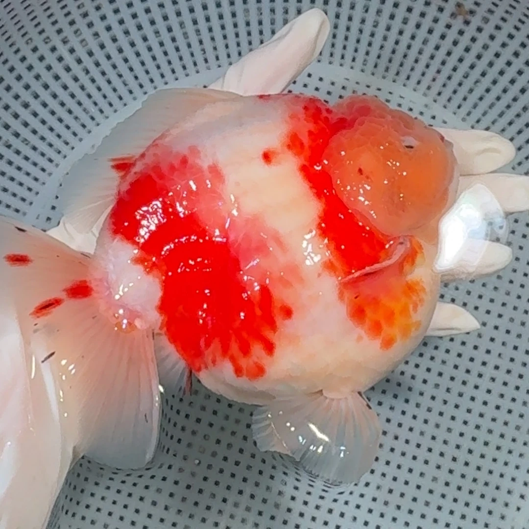 金鱼精品高货短尾将军狮子