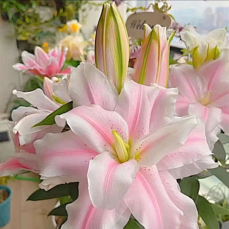 进口百合花四季开花室内外花卉浓香庭院重瓣带芽种球高贵栽培耐热