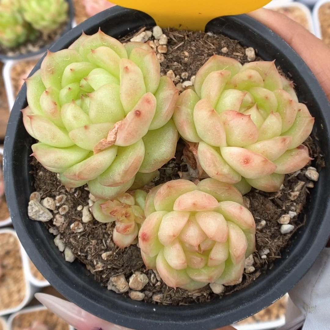 桔灯泡珍妮群生2063号。