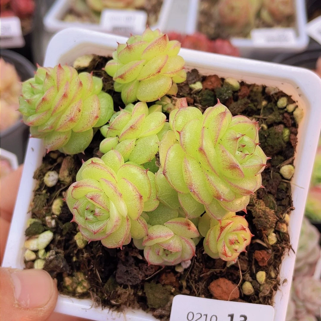 0000000000000013量拍