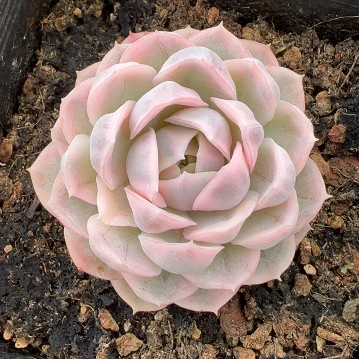 雪球锦一物一拍锦龙