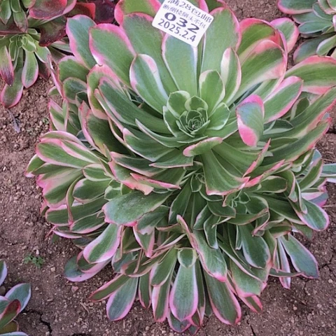 2.4-32女妖多肉植物