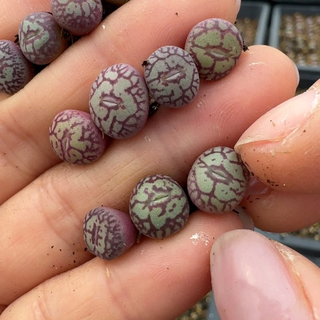 ?**树420猴脸青姬11颗00000000