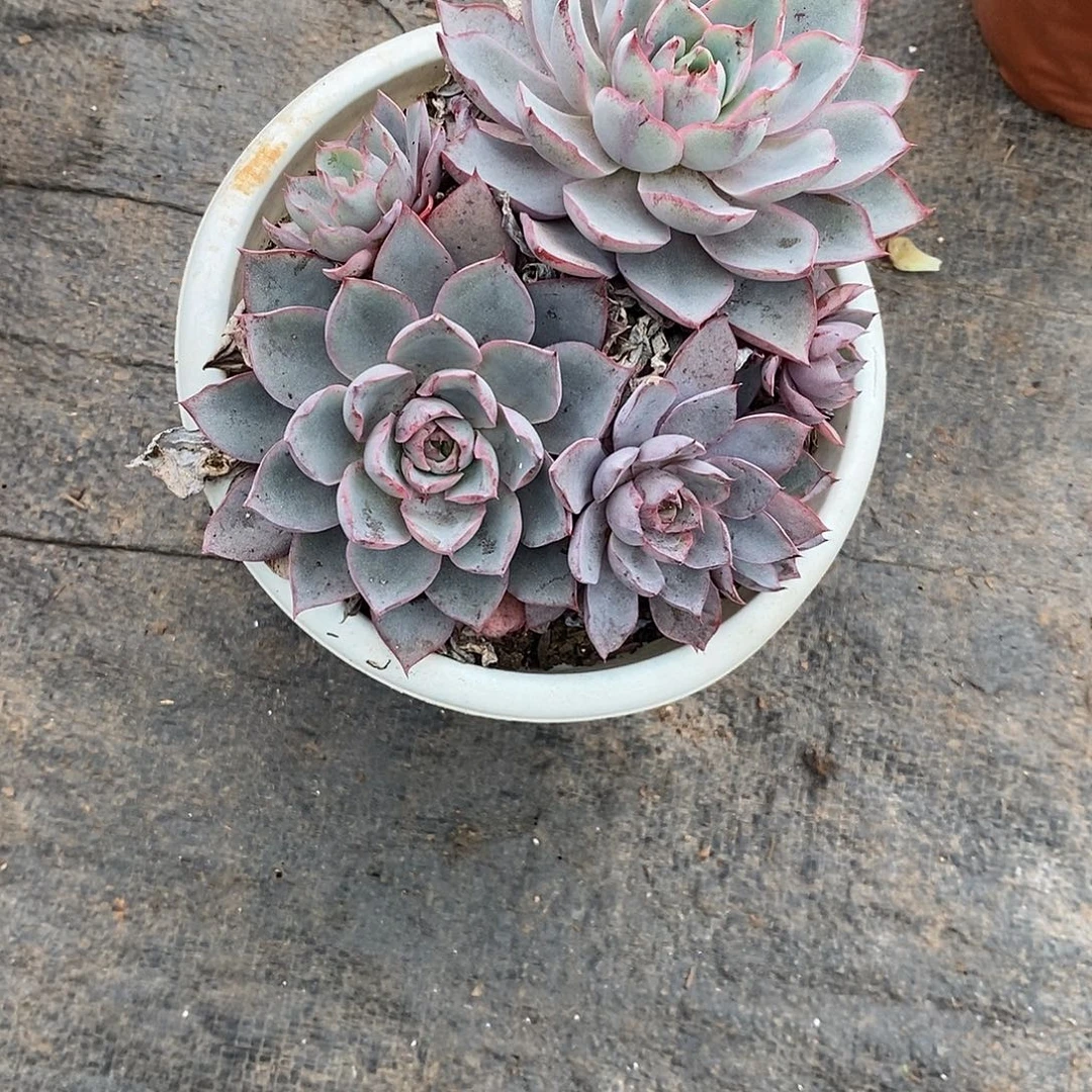 妙***晴赫拉1颗多肉脱土发货