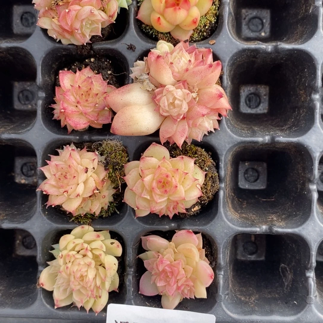 s****✨39八棵多肉