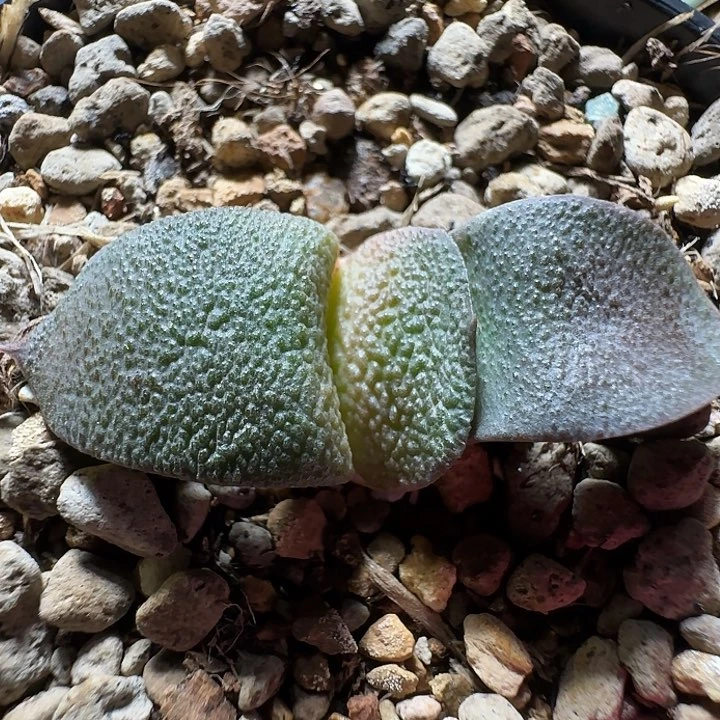 25号大宽叶特军配实生