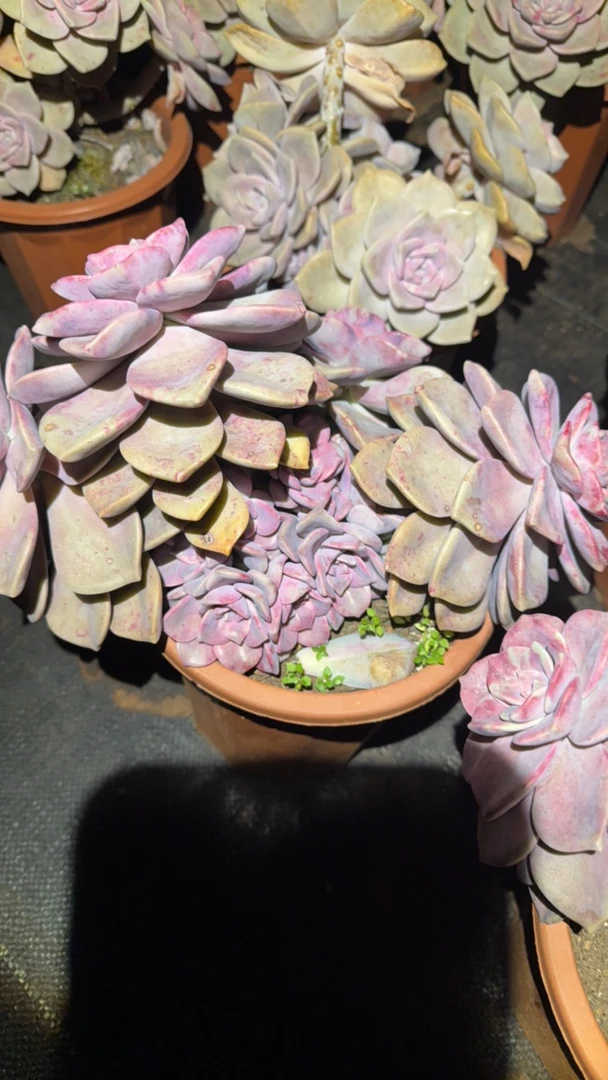 紫乐群生多肉植物