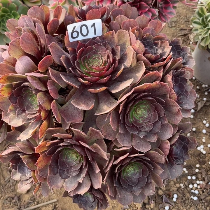 无花朵601黑膜多肉植物
