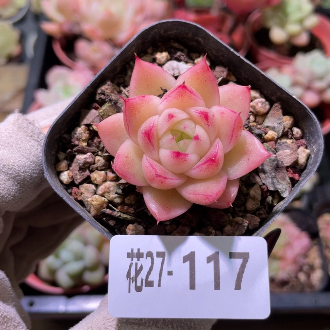 花利美27-117麦秆