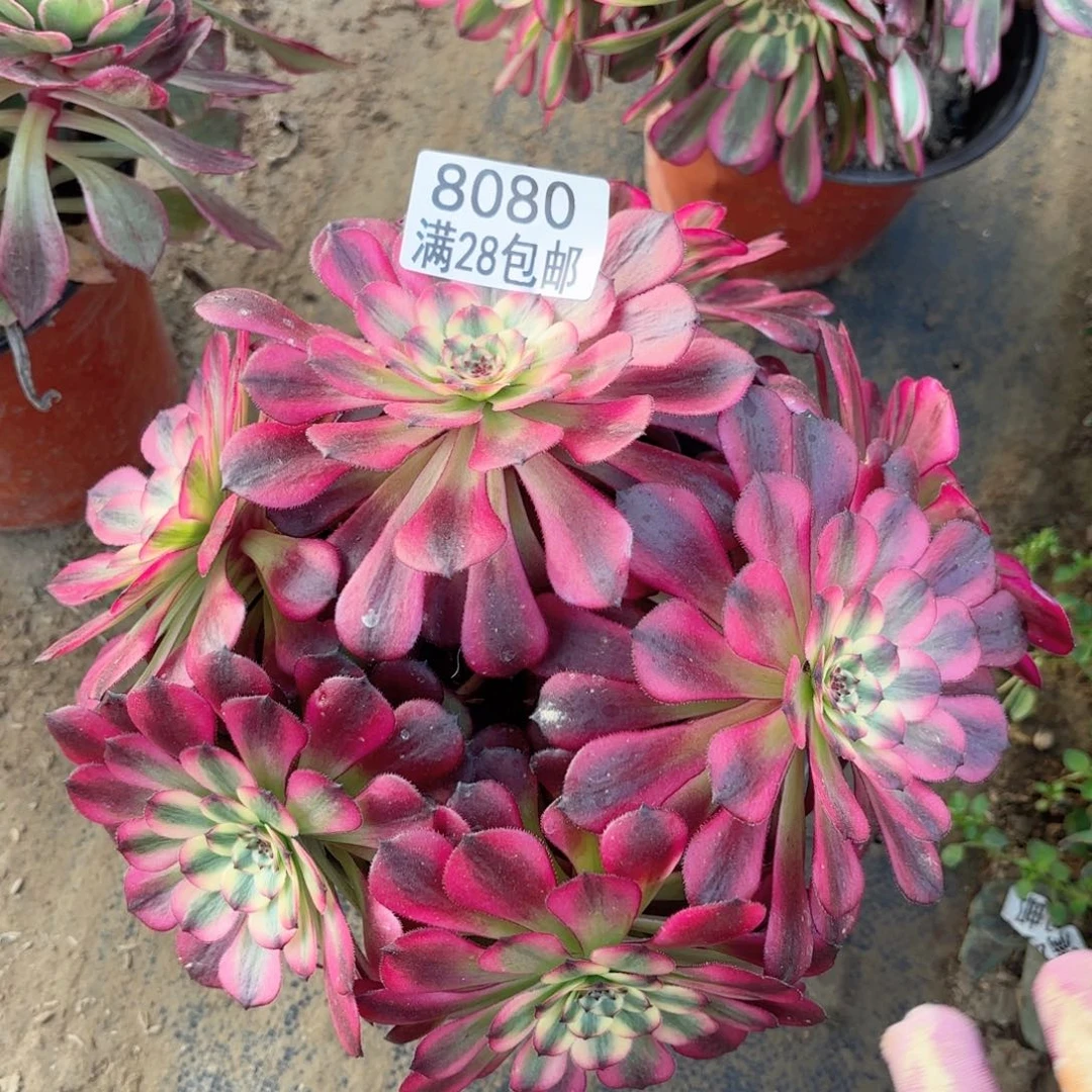 D.    8080红颜多肉