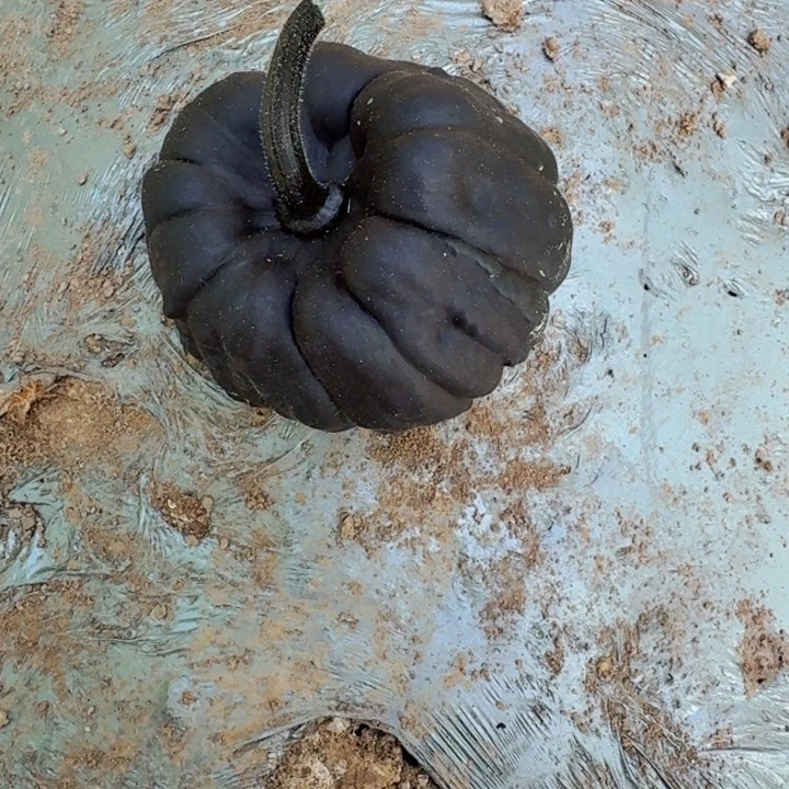 吧***量墨西哥七彩葫芦罐