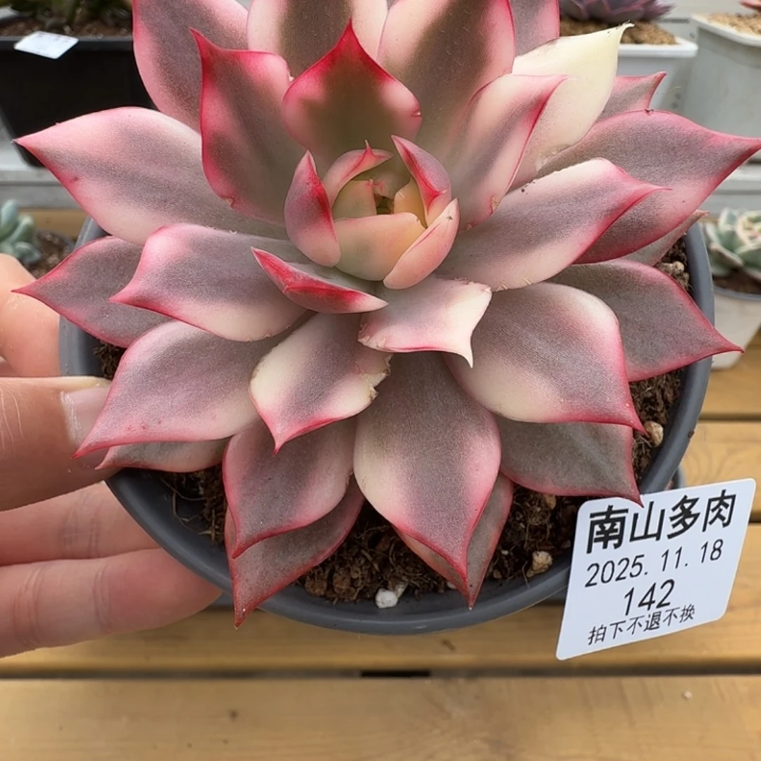 宝莲灯锦111118-142