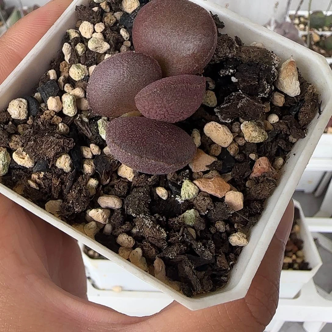 实生水泡一物一拍