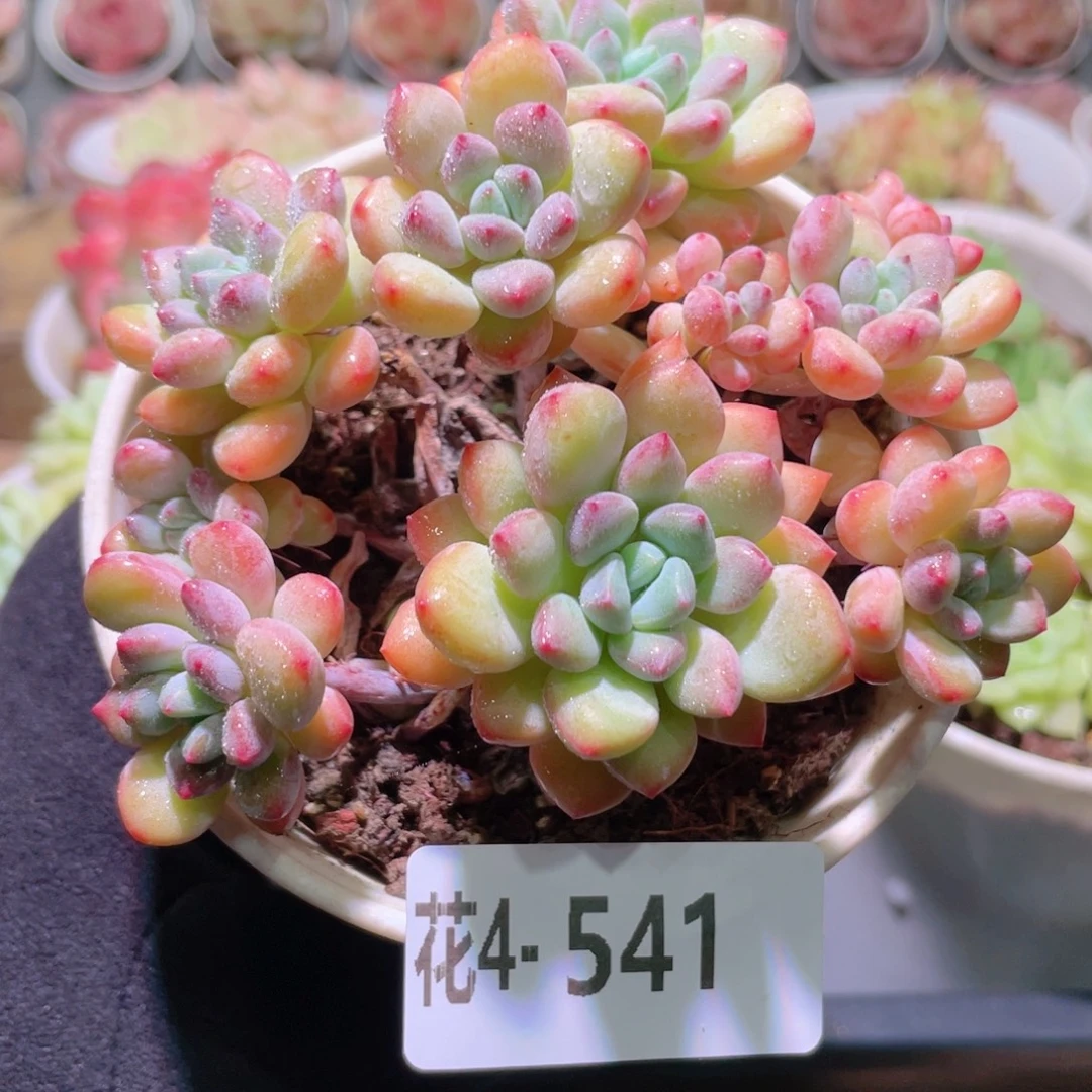 花利美4-541冰彤群