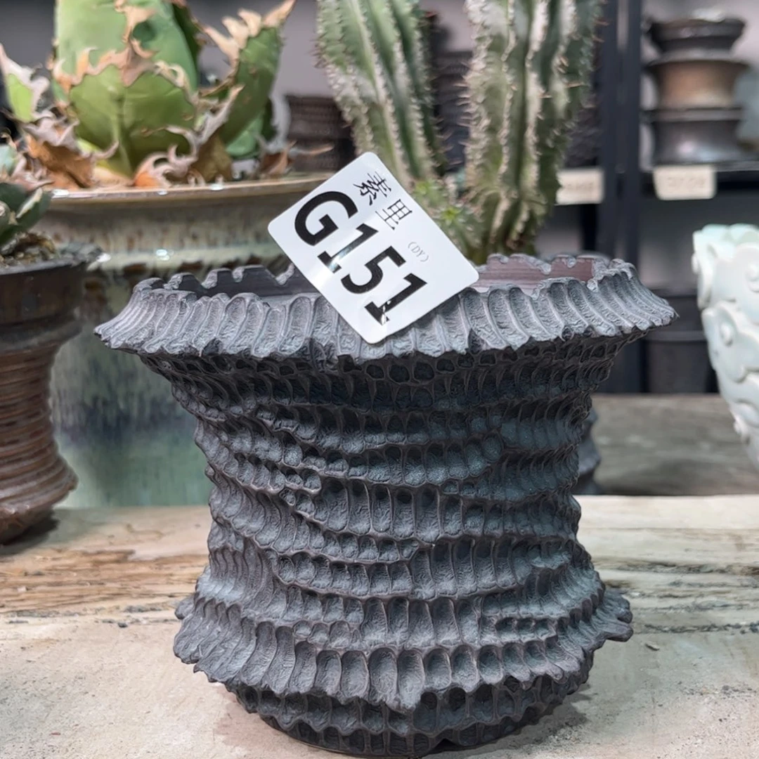 陶内口12.5高11.5获得者