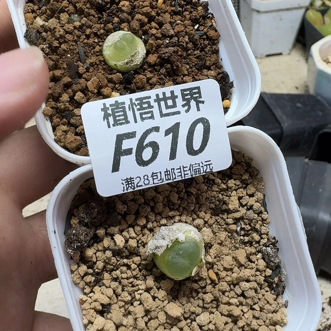 多肉植物的润泽fbb