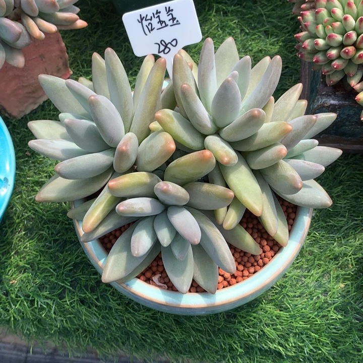 企鹅老桩多肉发货