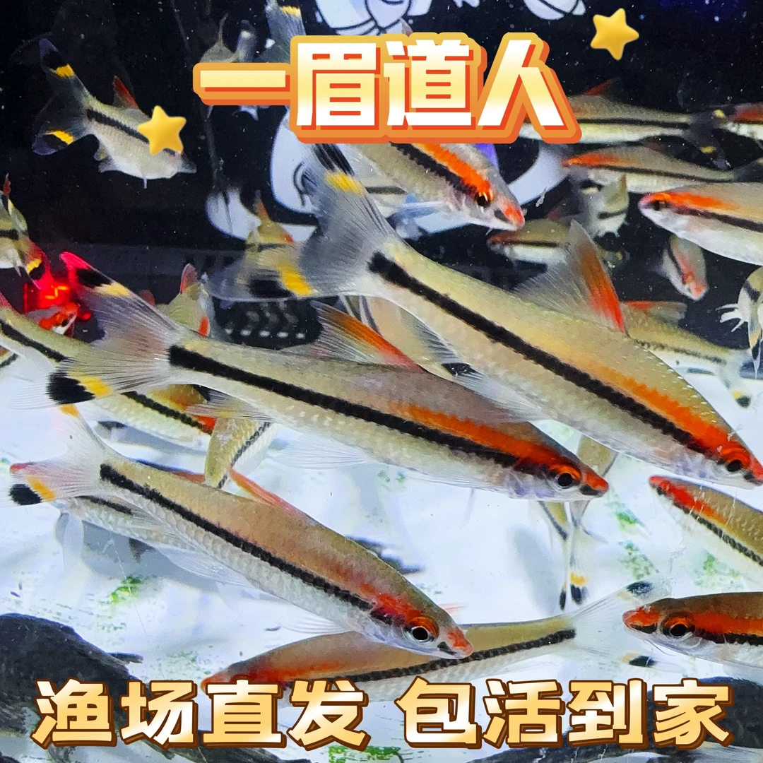 大号一眉道人群游灯科鱼草缸观赏鱼（无开箱视频无售后）