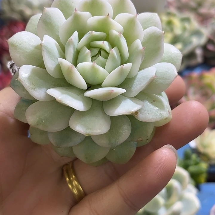 37静夜锦腹轮大单头