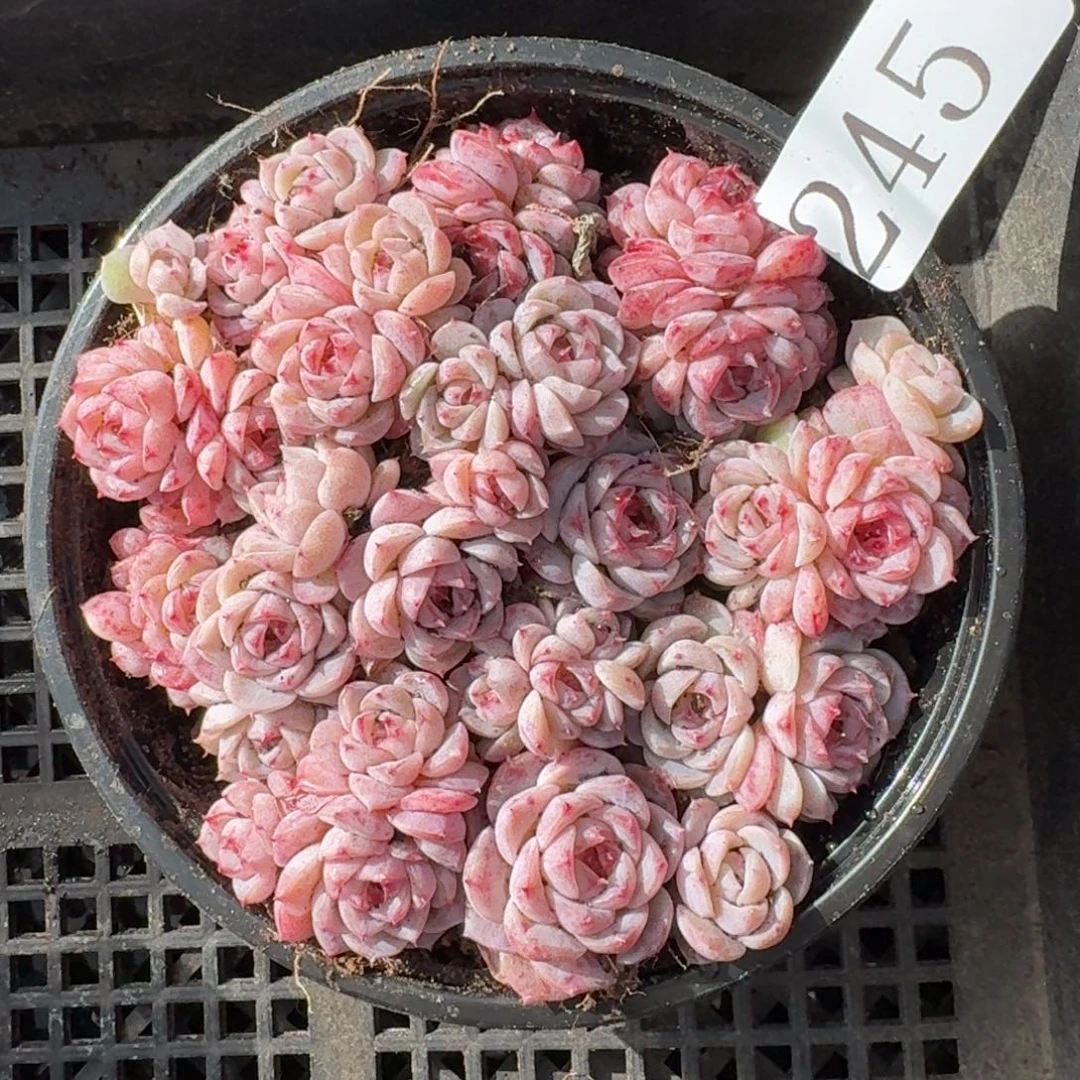 多肉植物多肉植物245