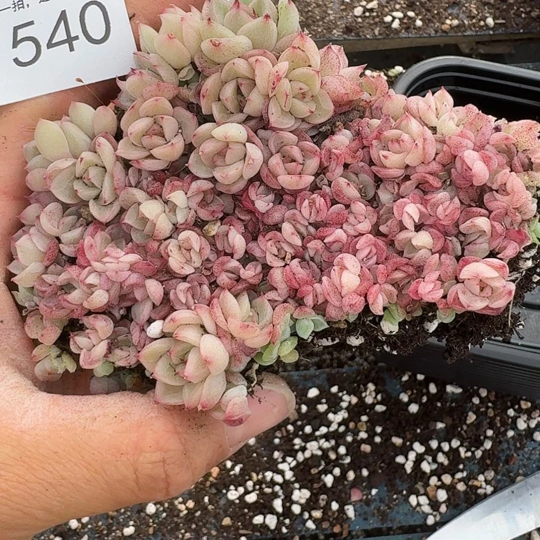 杂交新品珍妮多肉1540