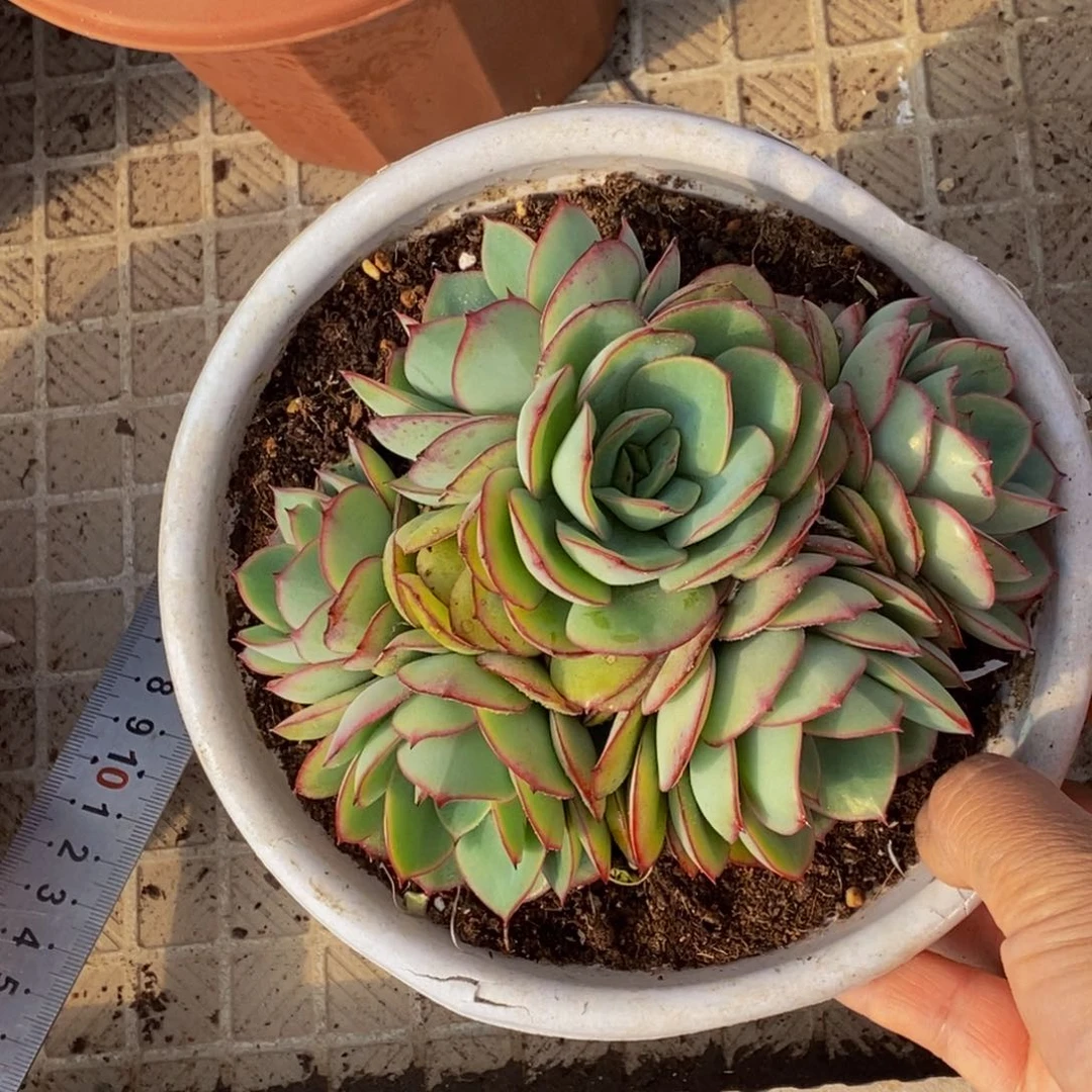 花*梦48包邮一物一拍多肉
