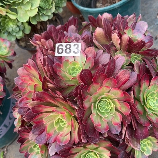光****霏多肉植物一个