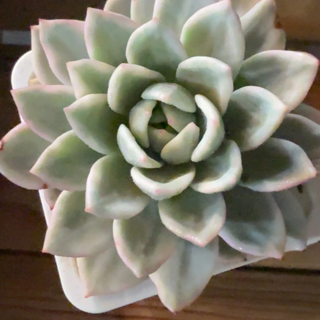香槟紧 安吉园艺锦