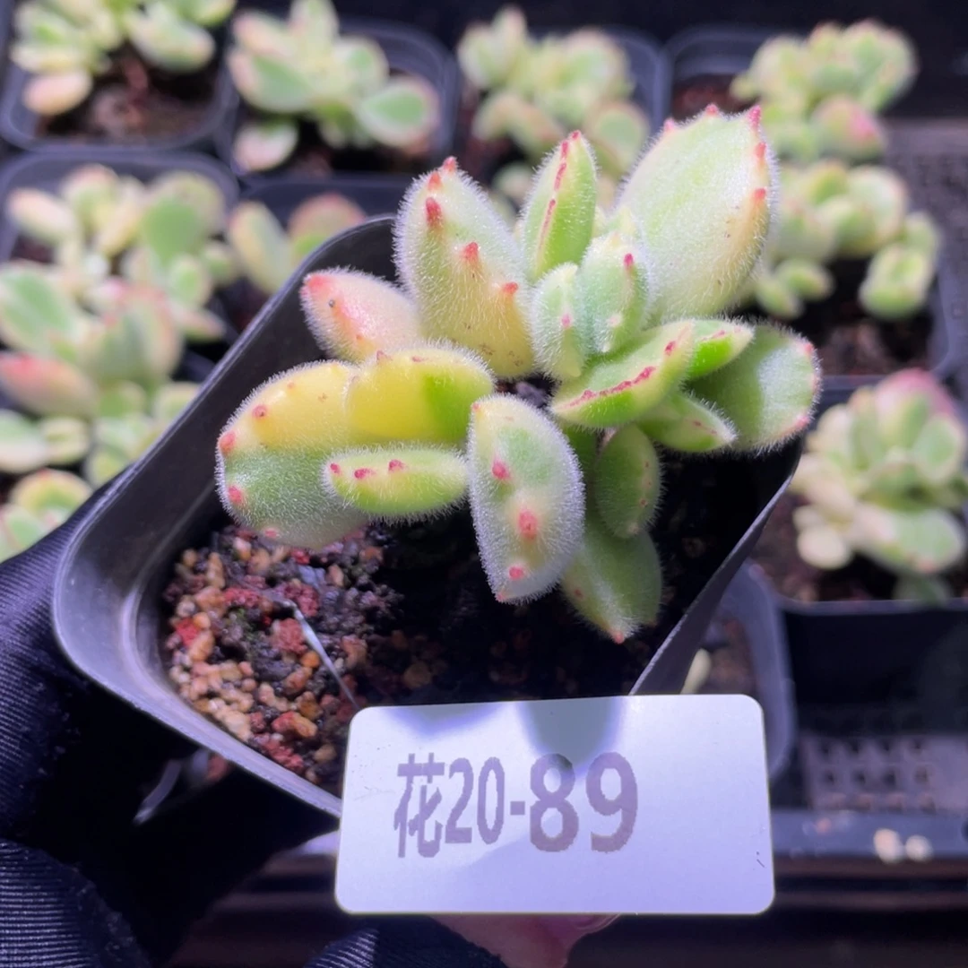 花利美20-89彩熊 不售后