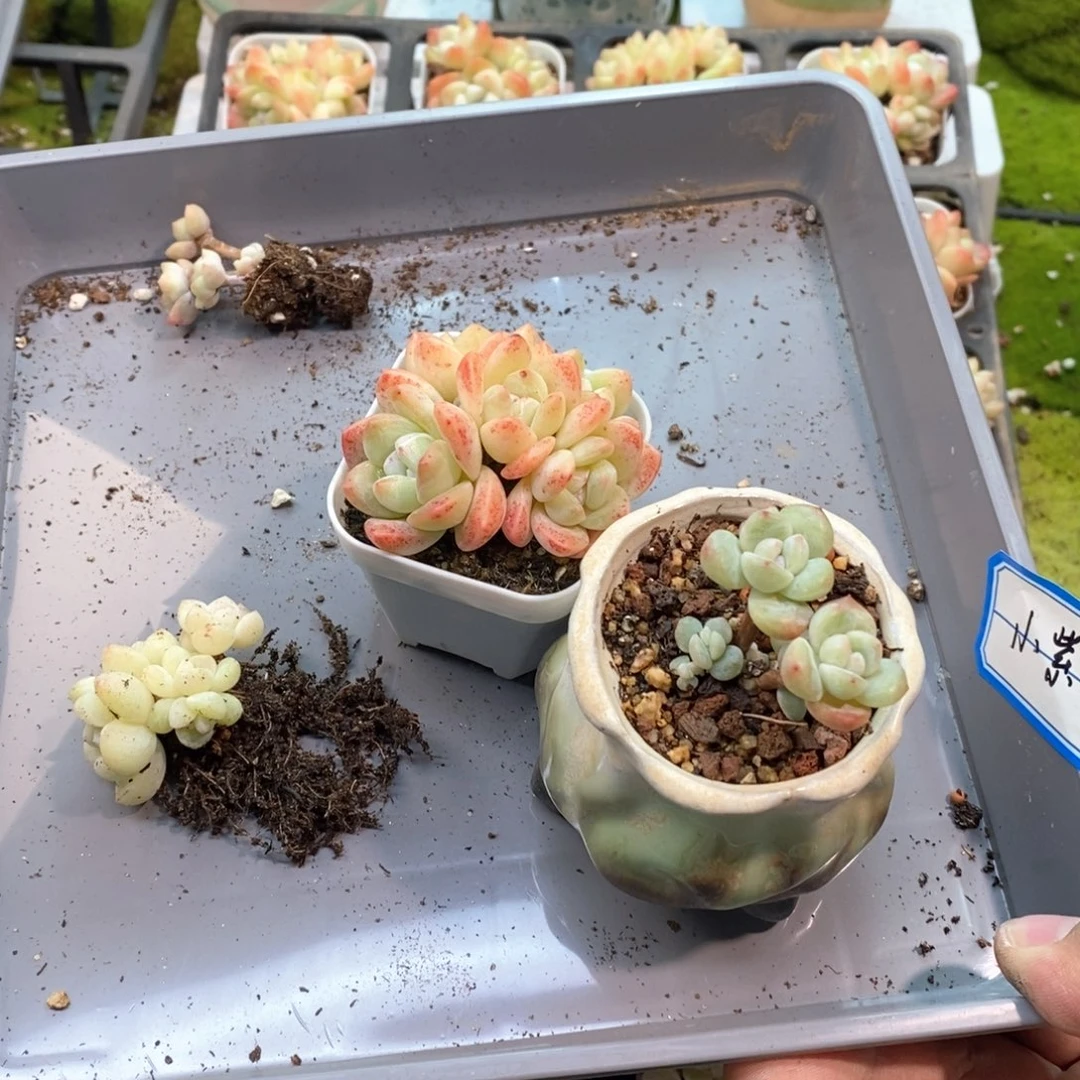 小*小紫七颗冰玉自选专拍