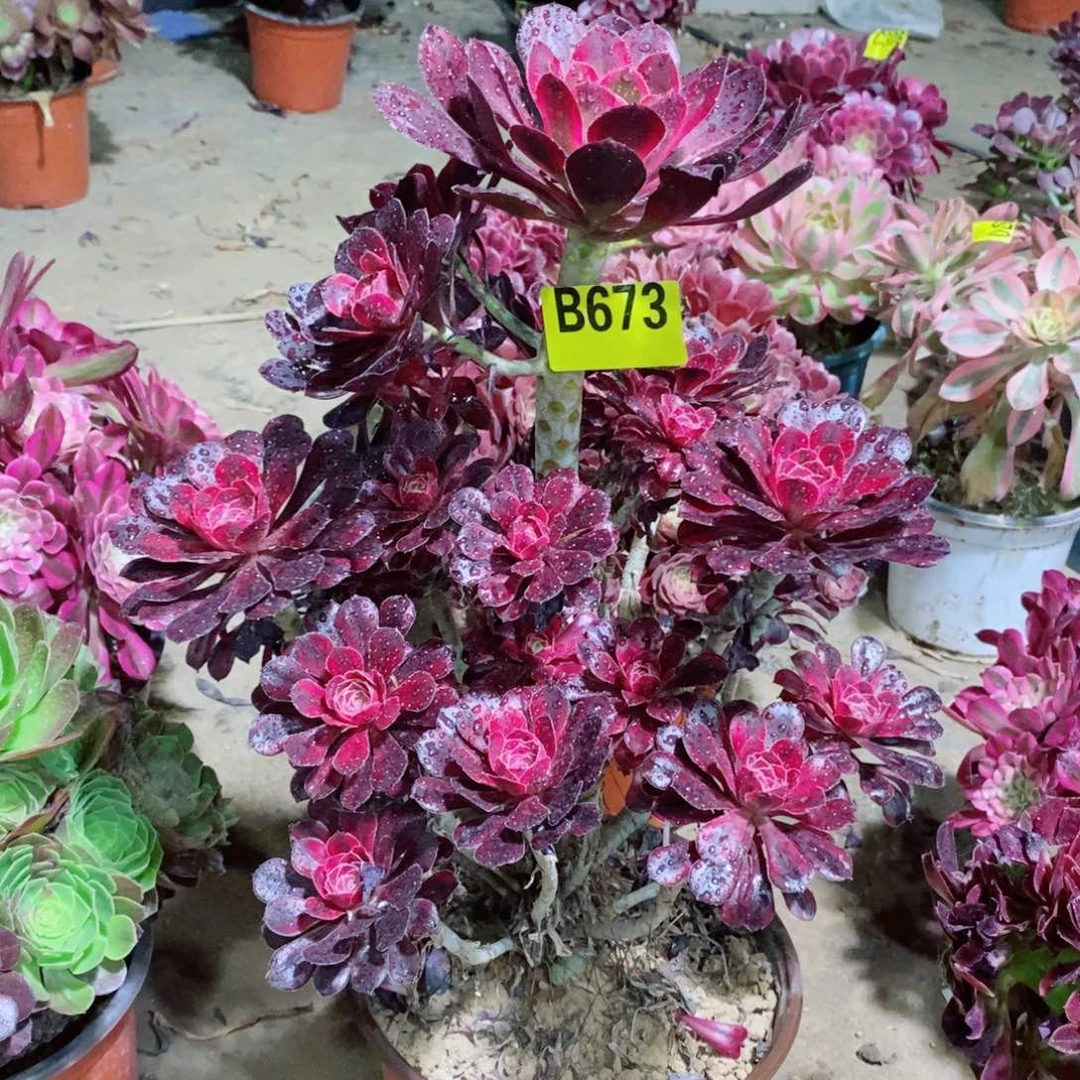 香奈儿多肉法师673