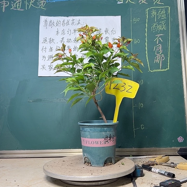 当前无花栽培后可以开花橙桑巴1232