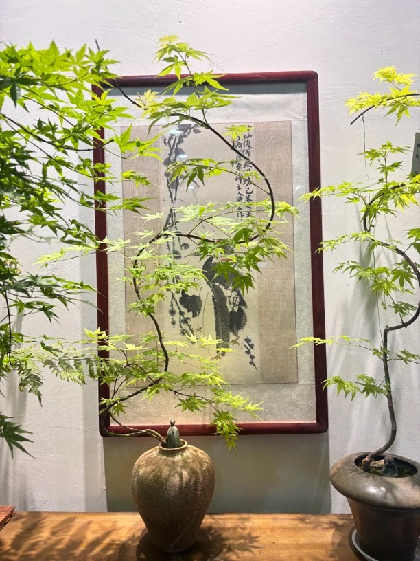 懒人盆栽流泉流泉枫枫树南天竹禅意风直播间专业链接