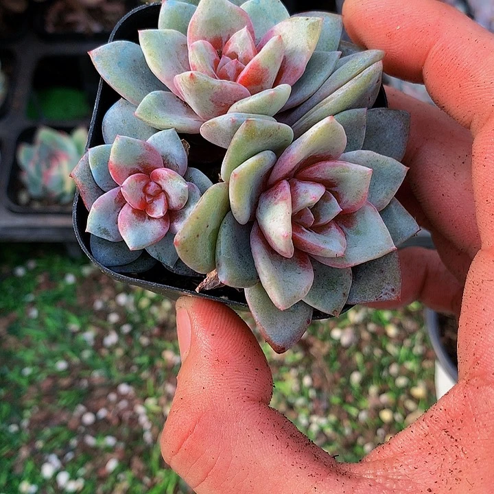 Y****a德国香槟多肉群专拍链接