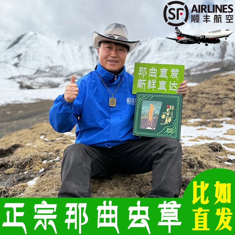 西藏那曲天然野生新鲜冬虫夏草1g/根头期干刷虫草滋补 比如直发