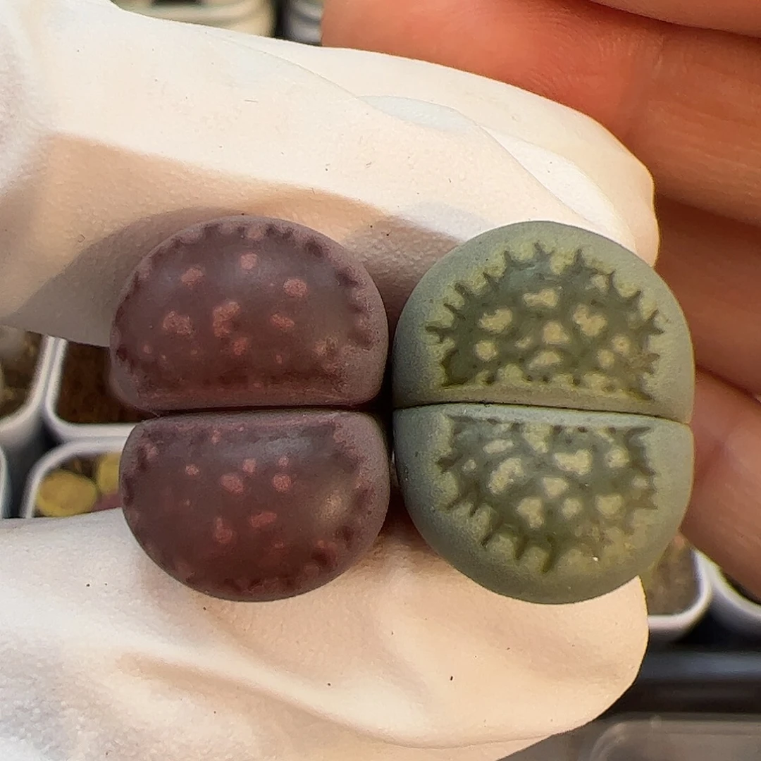 生石花多肉彩色组合2棵