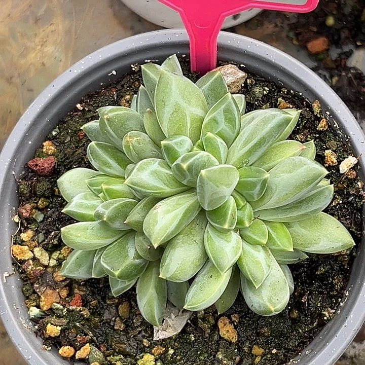 悦***阁彩翼美人一物一拍262