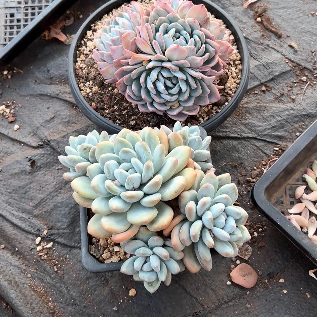 @***宇多肉植物一物一拍