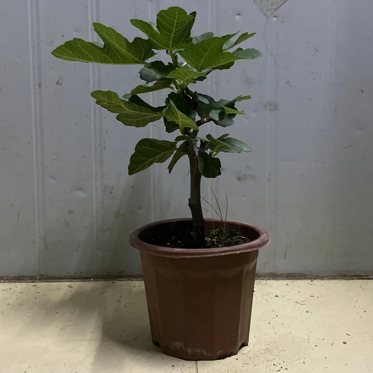 一物一拍无花果盆栽苗单杆原盆原土无果（盆口直径16厘米）