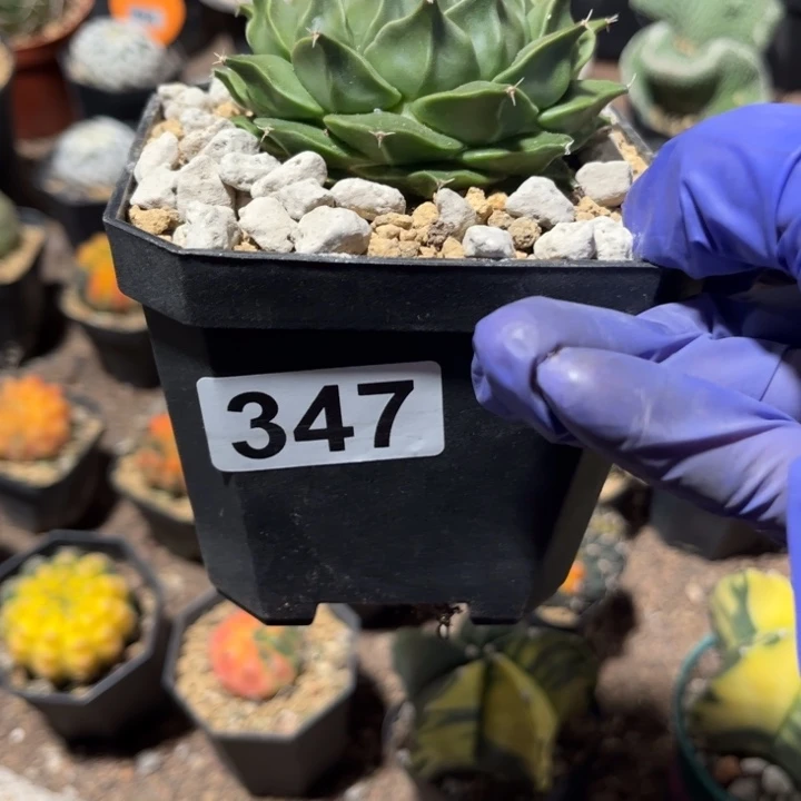 无花朵没****鱼1111111111111111