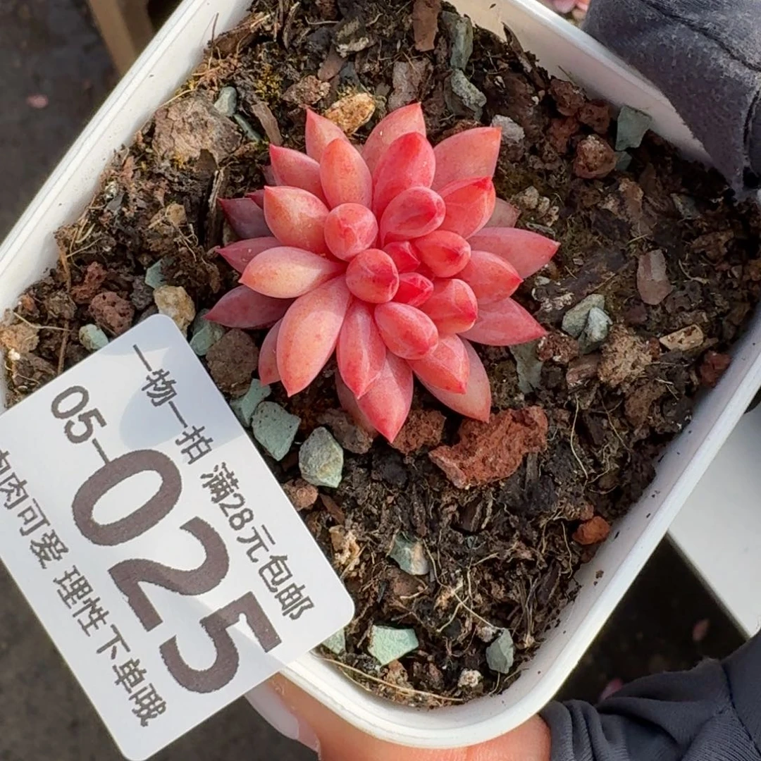 金鱼姬无盆土发货无