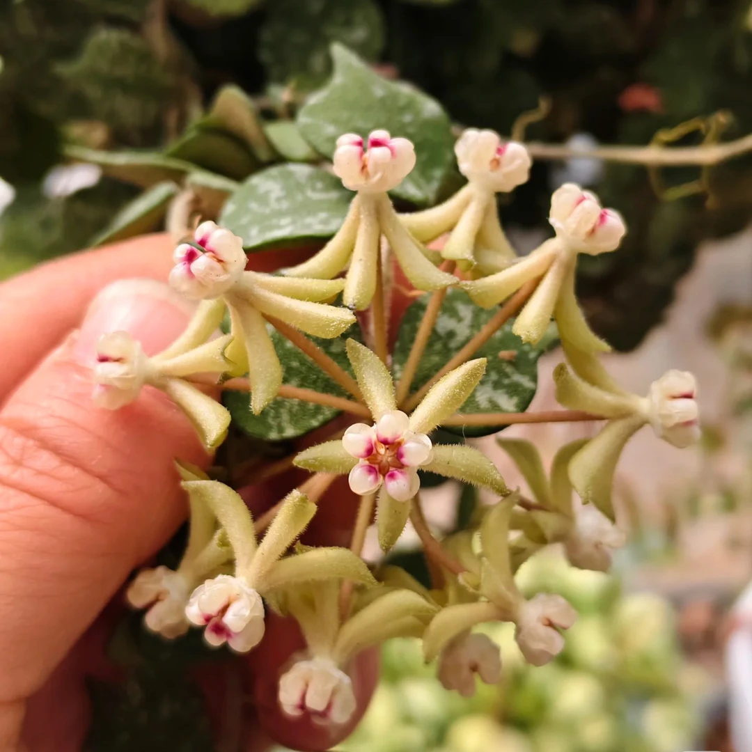 太行【小章鱼】品种球兰开花可爱酷似小章鱼养护简单颜值高垂吊球兰