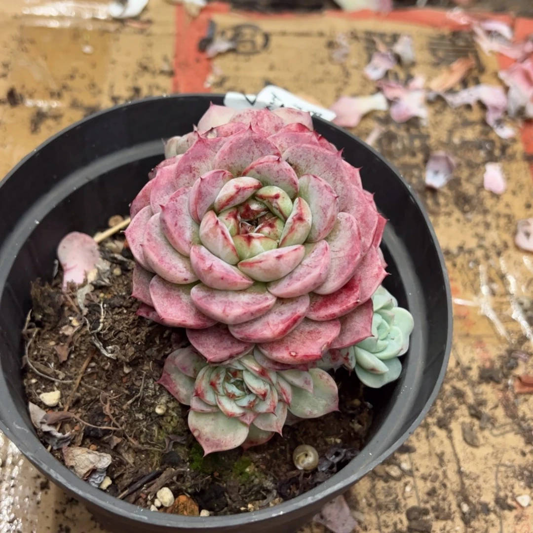 天鹅绒石化锦一物一拍2087