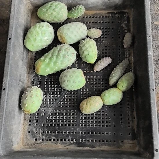 习志野仙人球直播