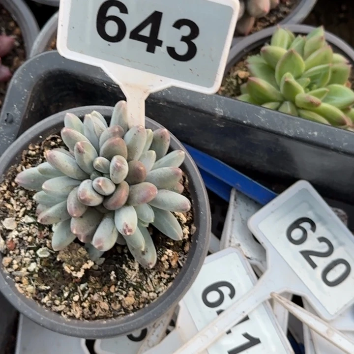 多肉植物乌拉奶群643