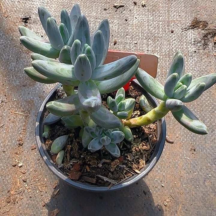 凤羽258多肉植物